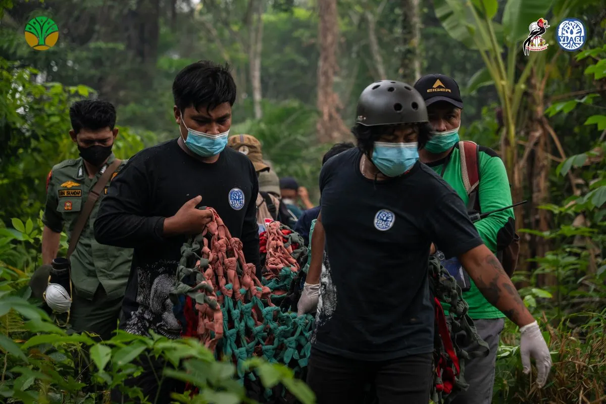 BKSDA Kalbar dan YIARI Evakuasi Enam Orangutan Terdampak Karhutla, Habitat Terus Tertekan